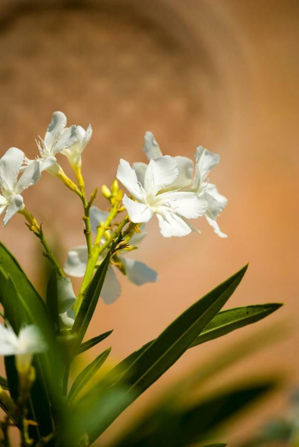 All'Albaro Agriturismo Salizzole Εξωτερικό φωτογραφία